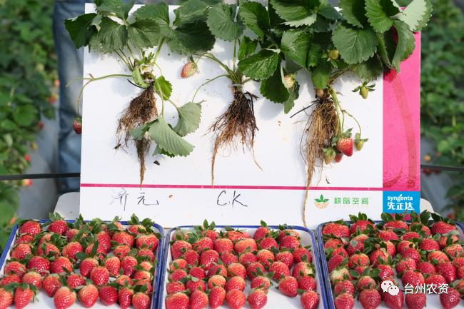 草莓“耕際空間”1079方案——解決作物根際問題
